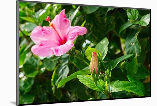 Close-up of Hibiscus flower and bud-null-Mounted Photographic Print