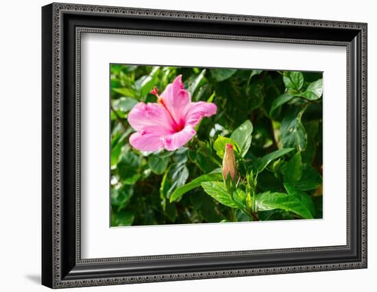 Close-up of Hibiscus flower and bud-null-Framed Photographic Print