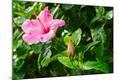 Photographic Print
