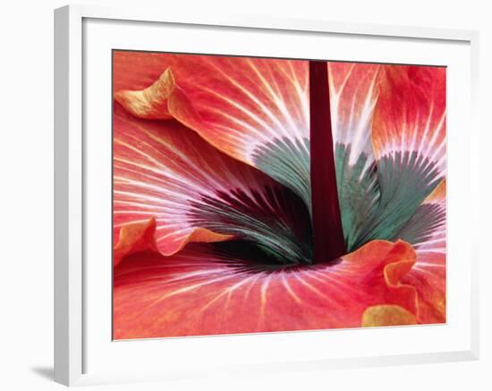 Close-Up of Hibiscus Flower-Adam Jones-Framed Photographic Print