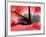 Close-Up of Hibiscus Flower-Adam Jones-Framed Photographic Print