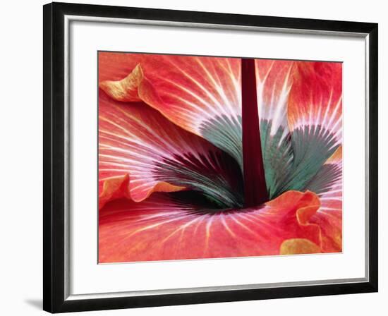 Close-Up of Hibiscus Flower-Adam Jones-Framed Photographic Print