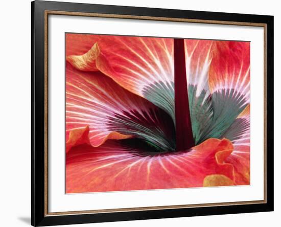 Close-Up of Hibiscus Flower-Adam Jones-Framed Photographic Print