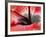 Close-Up of Hibiscus Flower-Adam Jones-Framed Photographic Print