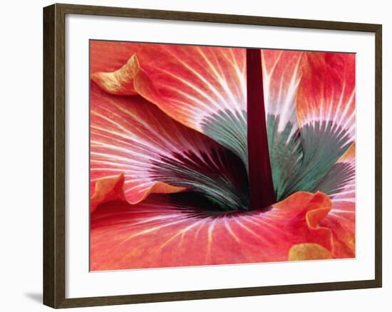 Close-Up of Hibiscus Flower-Adam Jones-Framed Photographic Print