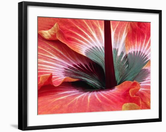Close-Up of Hibiscus Flower-Adam Jones-Framed Photographic Print