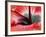 Close-Up of Hibiscus Flower-Adam Jones-Framed Photographic Print