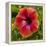 Close-Up of Hibiscus Flower-Richard T. Nowitz-Framed Premier Image Canvas