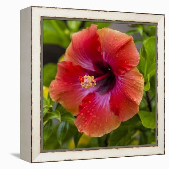 Close-Up of Hibiscus Flower-Richard T. Nowitz-Framed Premier Image Canvas