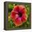 Close-Up of Hibiscus Flower-Richard T. Nowitz-Framed Premier Image Canvas