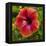 Close-Up of Hibiscus Flower-Richard T. Nowitz-Framed Premier Image Canvas