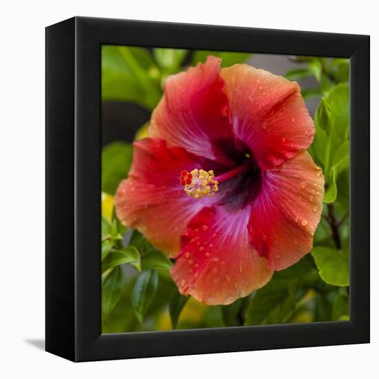 Close-Up of Hibiscus Flower-Richard T. Nowitz-Framed Premier Image Canvas