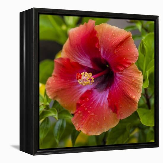 Close-Up of Hibiscus Flower-Richard T. Nowitz-Framed Premier Image Canvas