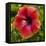 Close-Up of Hibiscus Flower-Richard T. Nowitz-Framed Premier Image Canvas