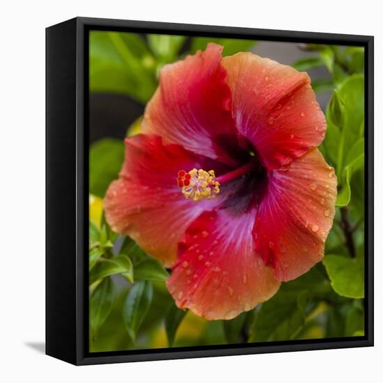 Close-Up of Hibiscus Flower-Richard T. Nowitz-Framed Premier Image Canvas