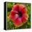 Close-Up of Hibiscus Flower-Richard T. Nowitz-Framed Premier Image Canvas