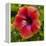 Close-Up of Hibiscus Flower-Richard T. Nowitz-Framed Premier Image Canvas