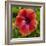 Close-Up of Hibiscus Flower-Richard T. Nowitz-Framed Photographic Print