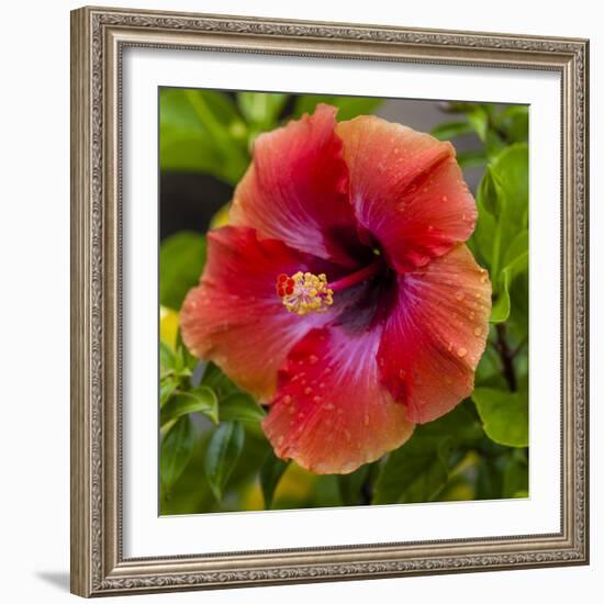 Close-Up of Hibiscus Flower-Richard T. Nowitz-Framed Photographic Print