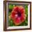 Close-Up of Hibiscus Flower-Richard T. Nowitz-Framed Photographic Print