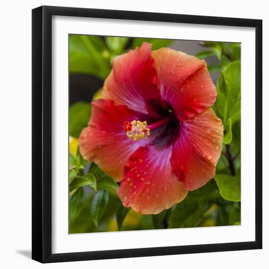 Close-Up of Hibiscus Flower-Richard T. Nowitz-Framed Photographic Print