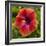 Close-Up of Hibiscus Flower-Richard T. Nowitz-Framed Photographic Print