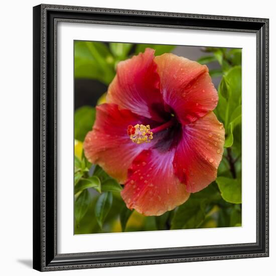 Close-Up of Hibiscus Flower-Richard T. Nowitz-Framed Photographic Print