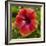 Close-Up of Hibiscus Flower-Richard T. Nowitz-Framed Photographic Print