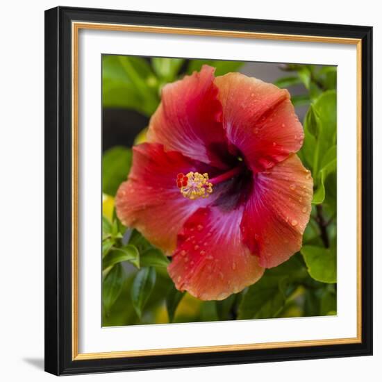 Close-Up of Hibiscus Flower-Richard T. Nowitz-Framed Photographic Print