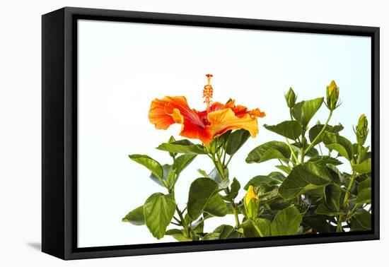 Close-up of Hibiscus flower-Panoramic Images-Framed Premier Image Canvas