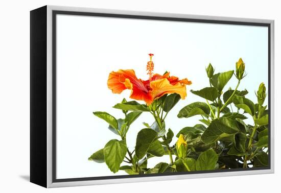 Close-up of Hibiscus flower-Panoramic Images-Framed Premier Image Canvas