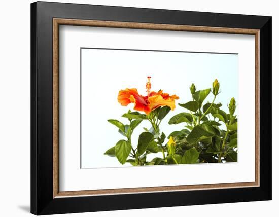 Close-up of Hibiscus flower-Panoramic Images-Framed Photographic Print