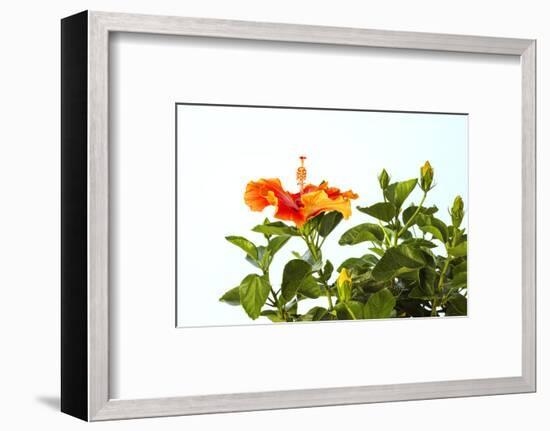 Close-up of Hibiscus flower-Panoramic Images-Framed Photographic Print