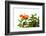 Close-up of Hibiscus flower-Panoramic Images-Framed Photographic Print