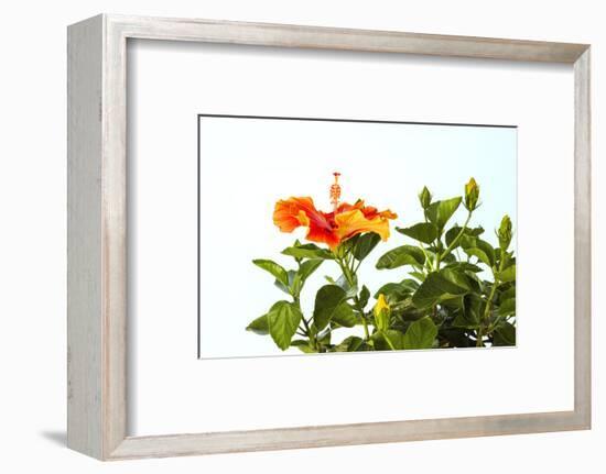 Close-up of Hibiscus flower-Panoramic Images-Framed Photographic Print