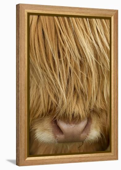 Close-Up of Highland Cow (Bos Taurus) Showing Thick Insulating Hair, Isle of Lewis, Scotland, UK-Peter Cairns-Framed Premier Image Canvas