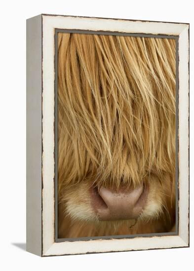 Close-Up of Highland Cow (Bos Taurus) Showing Thick Insulating Hair, Isle of Lewis, Scotland, UK-Peter Cairns-Framed Premier Image Canvas