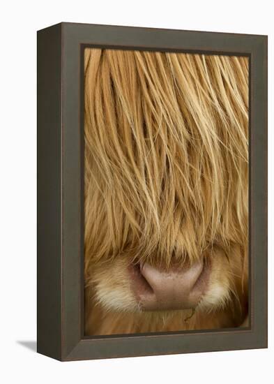 Close-Up of Highland Cow (Bos Taurus) Showing Thick Insulating Hair, Isle of Lewis, Scotland, UK-Peter Cairns-Framed Premier Image Canvas