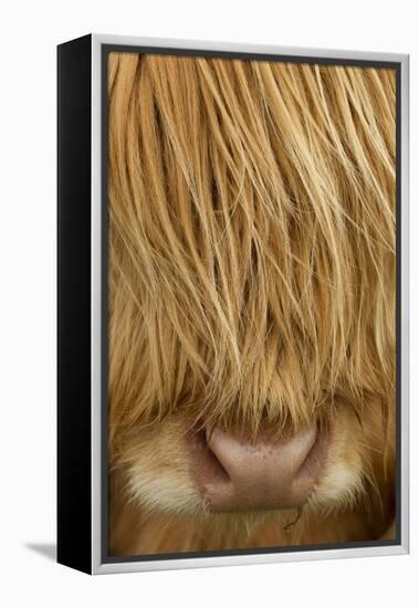 Close-Up of Highland Cow (Bos Taurus) Showing Thick Insulating Hair, Isle of Lewis, Scotland, UK-Peter Cairns-Framed Premier Image Canvas