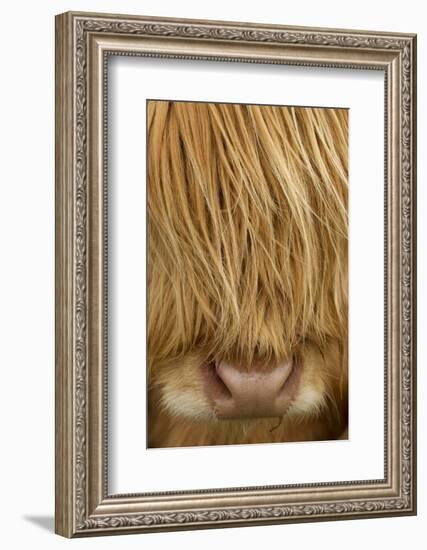 Close-Up of Highland Cow (Bos Taurus) Showing Thick Insulating Hair, Isle of Lewis, Scotland, UK-Peter Cairns-Framed Photographic Print