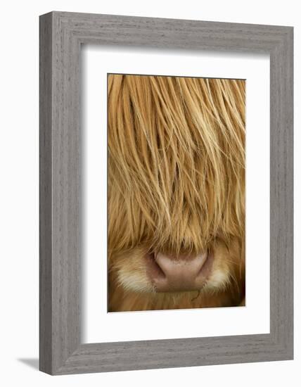 Close-Up of Highland Cow (Bos Taurus) Showing Thick Insulating Hair, Isle of Lewis, Scotland, UK-Peter Cairns-Framed Photographic Print