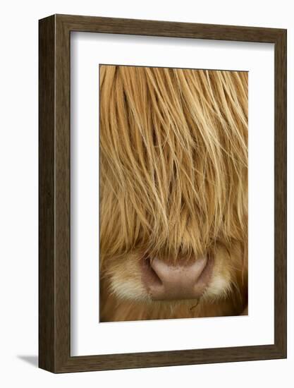 Close-Up of Highland Cow (Bos Taurus) Showing Thick Insulating Hair, Isle of Lewis, Scotland, UK-Peter Cairns-Framed Photographic Print