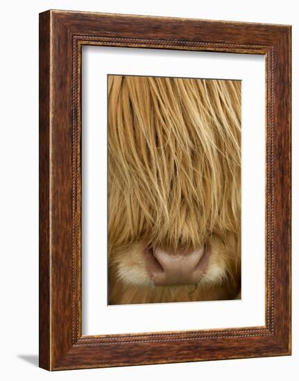 Close-Up of Highland Cow (Bos Taurus) Showing Thick Insulating Hair, Isle of Lewis, Scotland, UK-Peter Cairns-Framed Photographic Print