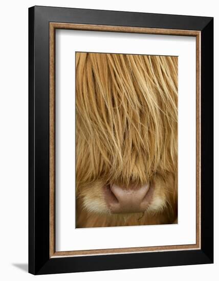 Close-Up of Highland Cow (Bos Taurus) Showing Thick Insulating Hair, Isle of Lewis, Scotland, UK-Peter Cairns-Framed Photographic Print