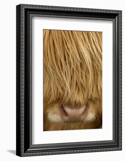 Close-Up of Highland Cow (Bos Taurus) Showing Thick Insulating Hair, Isle of Lewis, Scotland, UK-Peter Cairns-Framed Photographic Print