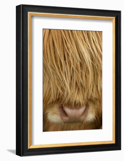 Close-Up of Highland Cow (Bos Taurus) Showing Thick Insulating Hair, Isle of Lewis, Scotland, UK-Peter Cairns-Framed Photographic Print