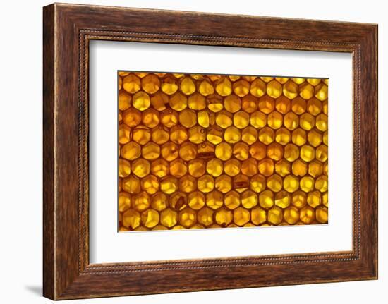 Close up of honeycomb from Honey bee hive, Arabian Gulf-John Waters-Framed Photographic Print