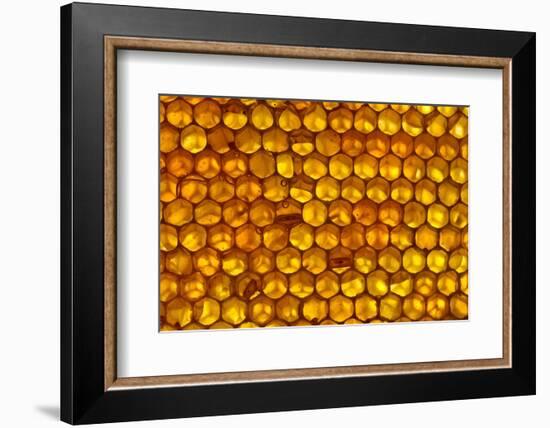 Close up of honeycomb from Honey bee hive, Arabian Gulf-John Waters-Framed Photographic Print