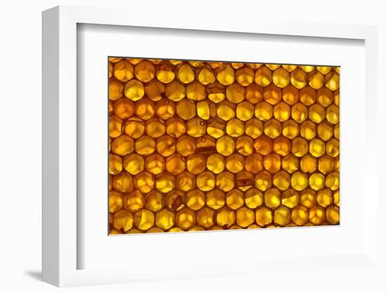 Close up of honeycomb from Honey bee hive, Arabian Gulf-John Waters-Framed Photographic Print