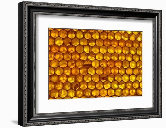 Close up of honeycomb from Honey bee hive, Arabian Gulf-John Waters-Framed Photographic Print